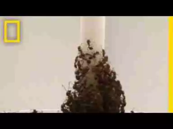 Video: Watch: Fire Ants Create Towers With Their Own Bodies | National Geographic